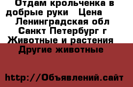 Отдам крольченка в добрые руки › Цена ­ 50 - Ленинградская обл., Санкт-Петербург г. Животные и растения » Другие животные   